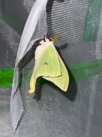 Luna Moth Hatching Kit