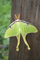 Luna Moth Hatching Kit