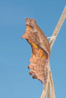 (Single) Pipevine Swallowtail Chrysalis