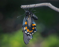 (Single) Pipevine Swallowtail Chrysalis