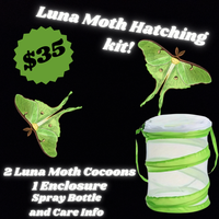 Luna Moth Hatching Kit