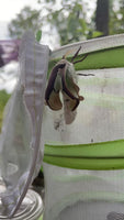 Luna Moth Hatching Kit