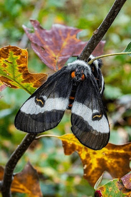 (Single) Buck Moth Pupae
