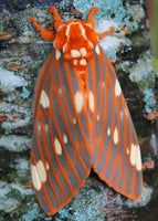 (Single) Regal Moth Pupae