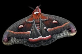 Cecropia Moth Cocoons