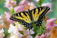Tiger Swallowtail Caterpillars or Chrysalis