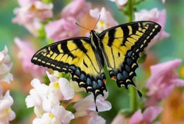 Tiger Swallowtail Caterpillars or Chrysalis