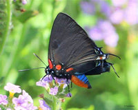 Great Blue Hairstreak Caterpillars or Chrysalis