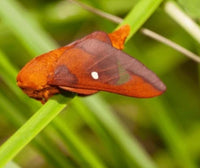 (Single) Pink Striped Oak Worm Moth Pupae