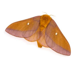 (Single) Pink Striped Oak Worm Moth Pupae