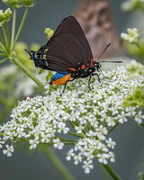 Great Blue Hairstreak Caterpillars or Chrysalis