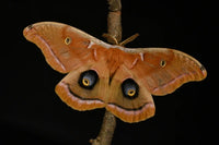 (SINGLE) Polyphemus Moth Cocoon.
