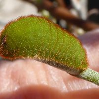 Great Blue Hairstreak Caterpillars or Chrysalis