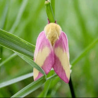 (Single) Rosy Maple Moth Pupae