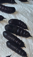 (Single) Pink Striped Oak Worm Moth Pupae
