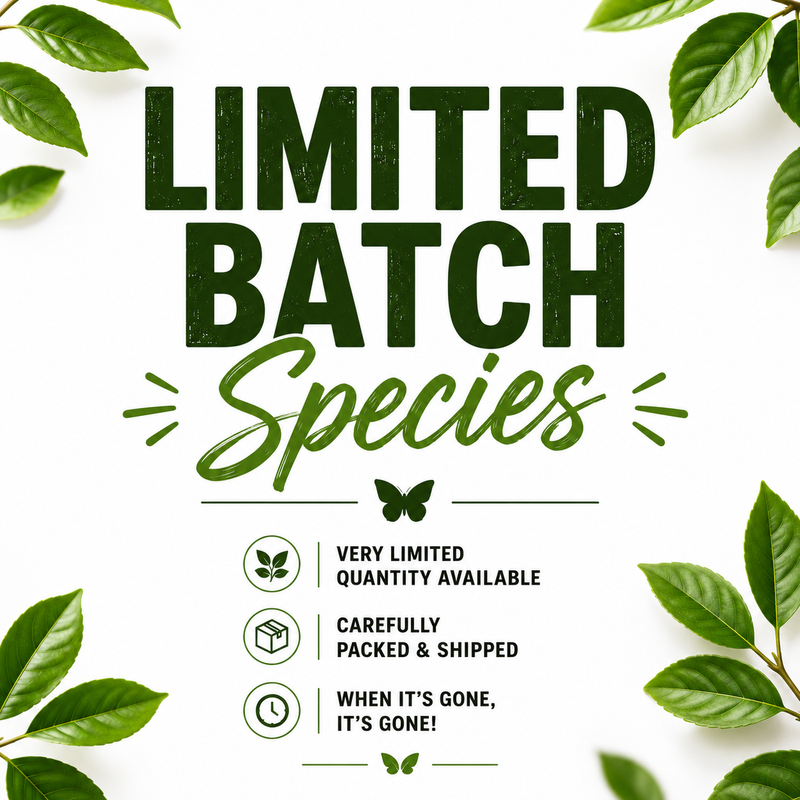 Limited Batch Species — Rare & Seasonal Butterflies