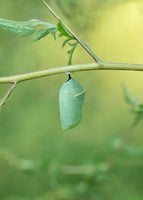 Monarch Caterpillars or Chrysalis