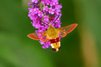 (Single) Broad-bordered Bee Moth Pupae