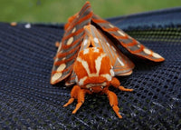 (Single) Regal Moth Pupae