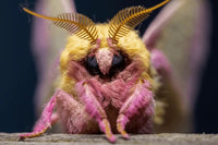 (Single) Rosy Maple Moth Pupae