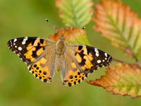 Painted lady Caterpillars or Chrysalis