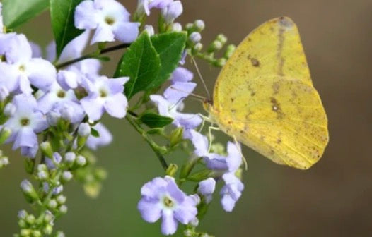 Large Orange Sulphur Caterpillars or Chrysalis