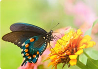 Pipevine Swallowtail Caterpillars or Chrysalis