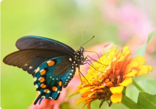 Pipevine Swallowtail Caterpillars or Chrysalis