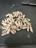 Mourning Cloak Caterpillers or Chrysalis