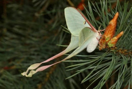 Chinese Moon Moth Cocoon