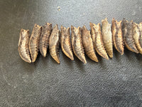 (Single) Tiger Swallowtail Chrysalis