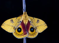 (Single) Io Moth Pupae