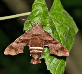 Nessus Sphinx Moth Pupae