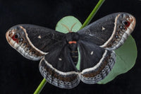 Eupackardia calleta Cocoons (Calleta Silkmoth)