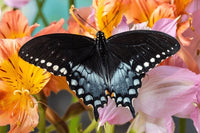 (Single) SpiceBush Swallowtail Chrysalis