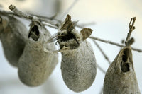 Eupackardia calleta Cocoons (Calleta Silkmoth)