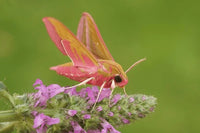 Elephant Hawk Moth Pupae