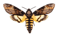 Deaths Hawk Moth Pupae
