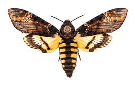 Deaths Hawk Moth Pupae