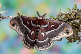 Columbia Silk Moth Cocoon