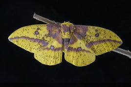 Imperial Moth Pupae