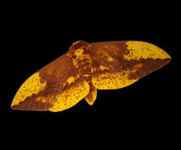 Imperial Moth Pupae