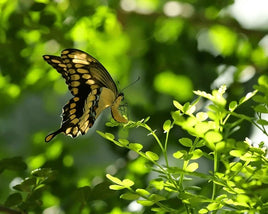 (Single) Giant Swallowtail Chrysalis