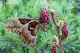 Promethea Silkmoth Eggs