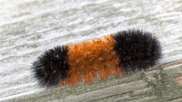 Single Wooly Bear Caterpillar (Pyrrharctia isabella)