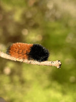 Single Wooly Bear Caterpillar (Pyrrharctia isabella)