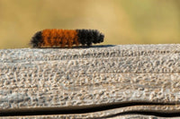 Single Wooly Bear Caterpillar (Pyrrharctia isabella)