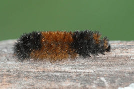 Single Wooly Bear Caterpillar (Pyrrharctia isabella)