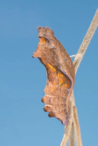 (Single) Pipevine Swallowtail Chrysalis