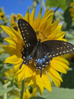(Single) Black Swallowtail Chrysalis
